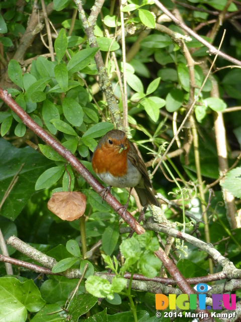 FZ005569 Robin with food on branch